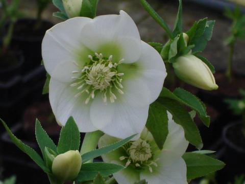 Helleborus ori. 'White'