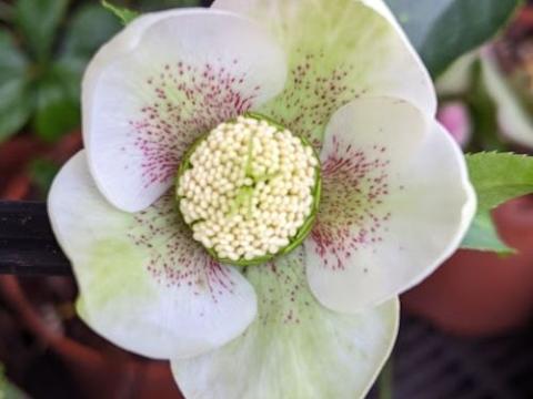 Helleborus ori.  'White Spotted'