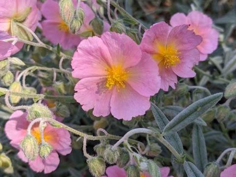 Helianthemum 'Wisley Pink'