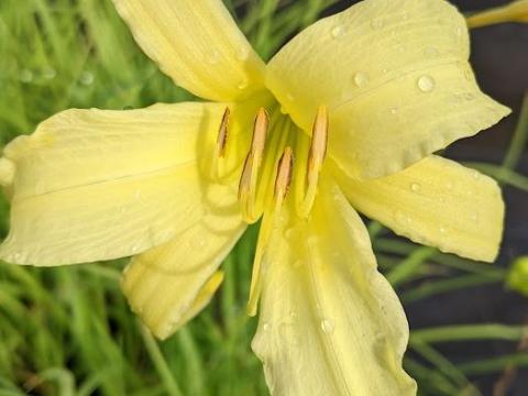 Hemerocallis altissima