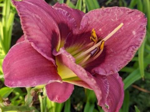 Hemerocallis 'Always Afternoon'