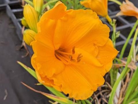 Hemerocallis 'Baley Hay'