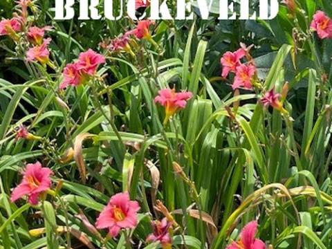 Hemerocallis 'Canadian Goose'