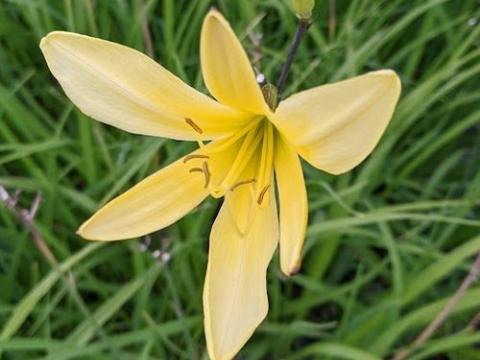 Hemerocallis citrina