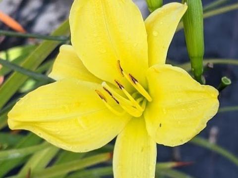Hemerocallis 'Corky'