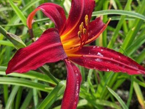 Hemerocallis 'Crimson Pirate'