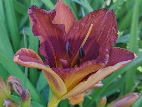 Hemerocallis 'Duke of Durham'