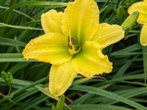 Hemerocallis 'Green Flutter'