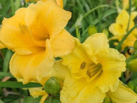 Hemerocallis 'Happy Returns'