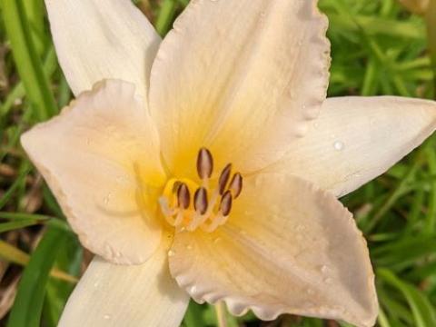 Hemerocallis 'Helle Berlinerin'