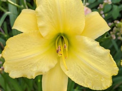 Hemerocallis 'Lemon Mint'