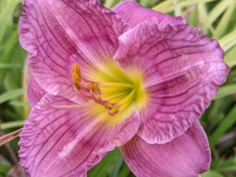 Hemerocallis 'Siloam New Toy'