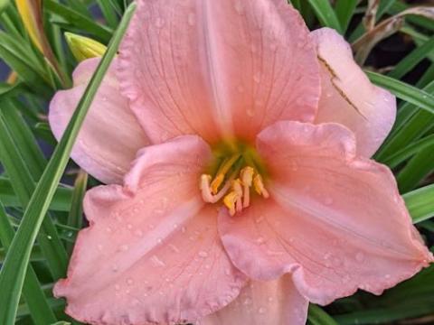 Hemerocallis 'On and On'