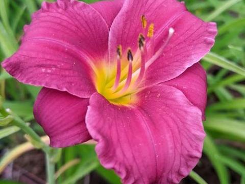 Hemerocallis 'Pardon Me'
