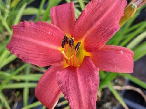 Hemerocallis 'Pink Damask'