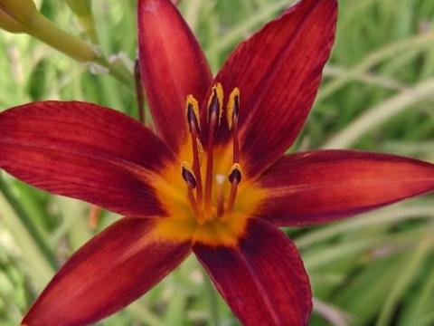 Hemerocallis 'Sammy Russell'