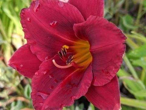 Hemerocallis 'Siloam Showgirl'