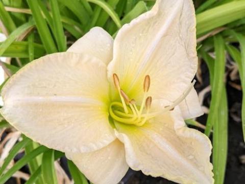 Hemerocallis 'Snowy Apparation'