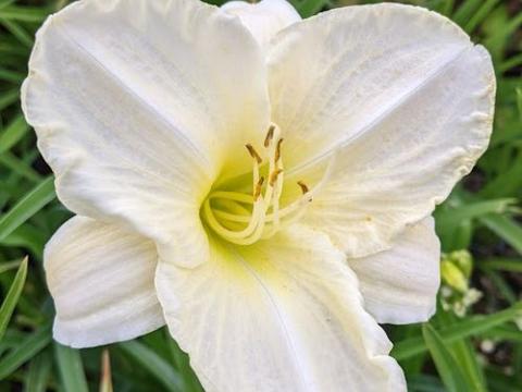 Hemerocallis 'White Temptation'