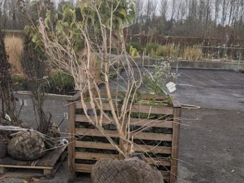 Heptacodium miconioides MEERSTAMMIG