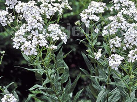 Hesperis matronalis 'Alba'