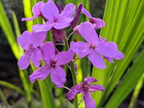 Hesperis matronalis