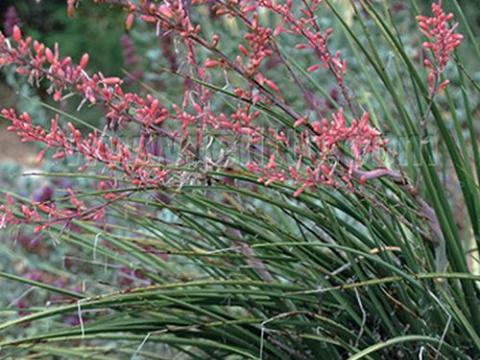 Hesperaloe parviflora