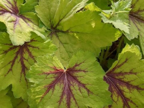 Heucherella 'Art Nouveau'