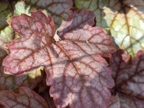 Heucherella 'Art & Craft'