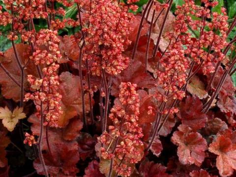 Heuchera 'Cherry Cola' PBR