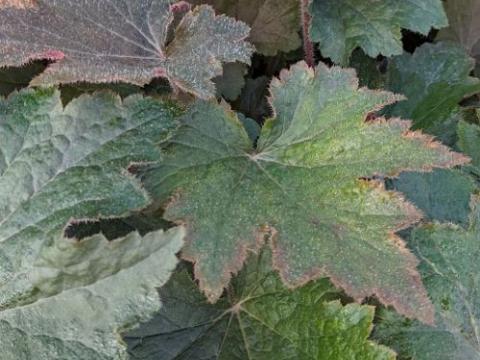 Heuchera 'Copper Dinosaur' (villosa)