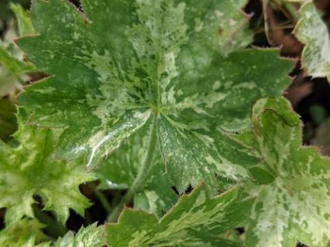 Heuchera 'Dew Drops'