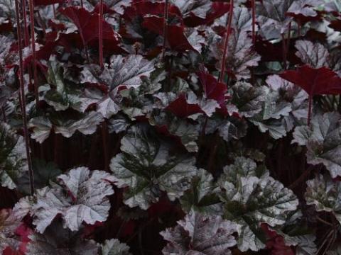 Heuchera 'WC 'Expresso'