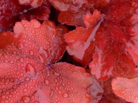 Heuchera 'Fire Alarm' ®