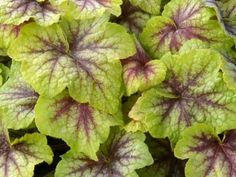 Heucherella 'Fire Frost' ®