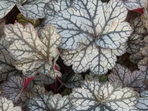 Heuchera 'Glitter'  PBR