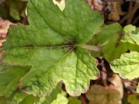 Heucherella 'Kimono' PBR