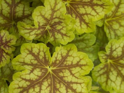 Heuchera 'WC 'Melange'
