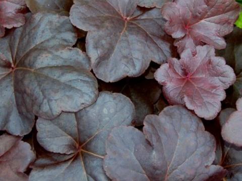 Heuchera 'Obsidian' PBR