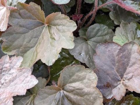 Heuchera 'Palace Purple' ( micrantha )
