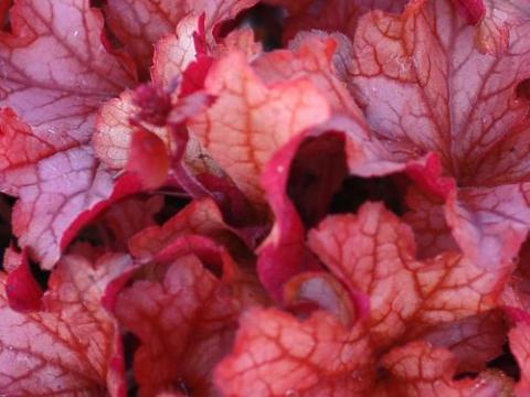 Heuchera 'Paprika' PBR