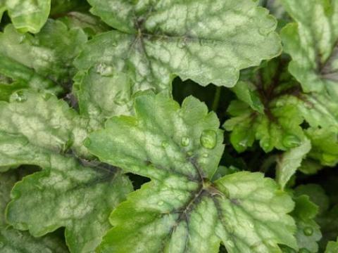 Heucherella 'Pink Revolution' PBR