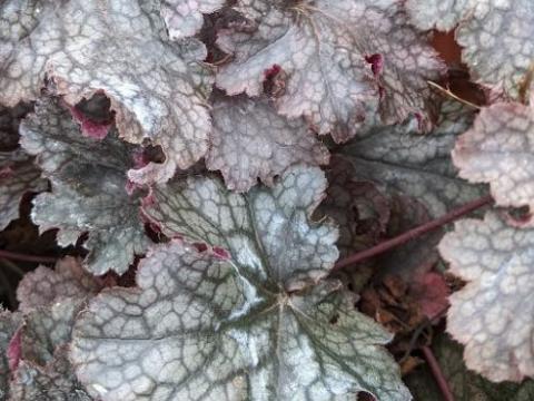 Heuchera 'Plum Pudding'  PBR