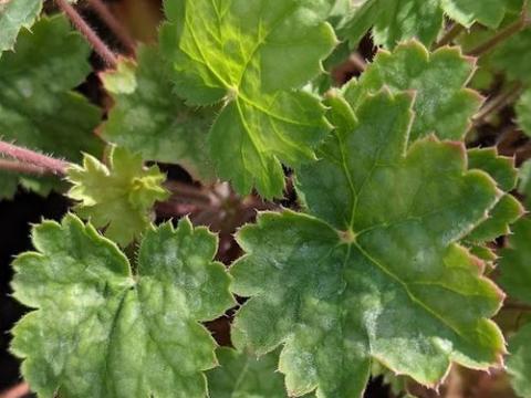 Heuchera 'Princess Alice' ®