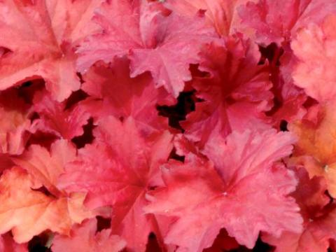 Heuchera 'Rio' ®