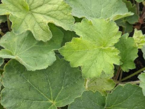 Heuchera var. macrorrhiza (villosa)