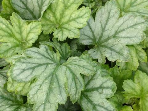Heucherella 'White Revolution' PBR