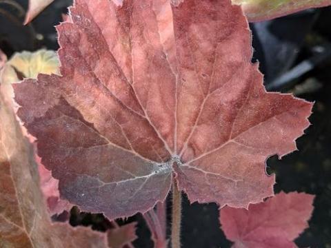 Heuchera 'XXL' ®