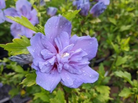Hibiscus syr. 'Blue Chiffon'