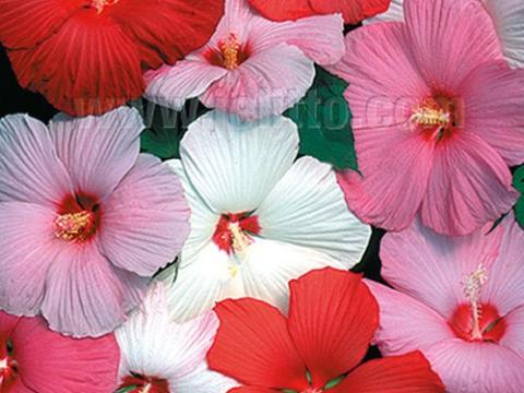 Hibiscus moscheutos 'Galaxy'